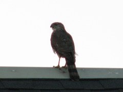 Accipiter cooperii