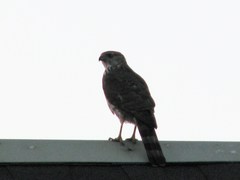 Accipiter cooperii