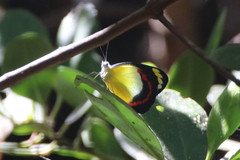 Delias aestiva