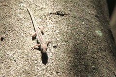 Lygodactylus angularis