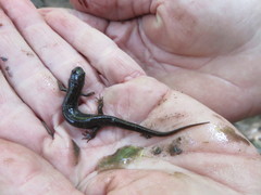 Desmognathus fuscus image