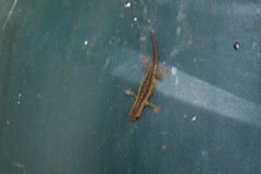 Lygodactylus angularis