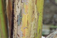 Lygodactylus angularis