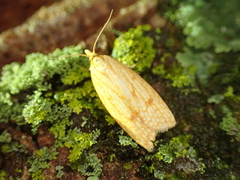 Sparganothis sulfureana