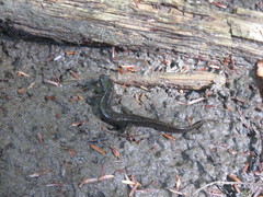 Desmognathus fuscus image