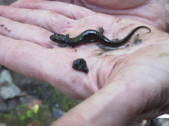 Desmognathus fuscus image