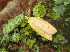 Sparganothis sulfureana