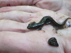 Desmognathus fuscus image