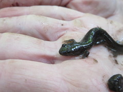 Desmognathus fuscus image