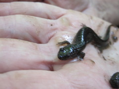 Desmognathus fuscus image