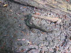Desmognathus fuscus image