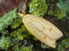 Sparganothis sulfureana