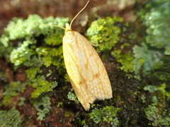 Sparganothis sulfureana