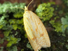 Sparganothis sulfureana