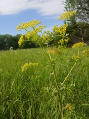 Polytaenia nuttallii
