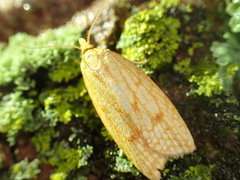 Sparganothis sulfureana