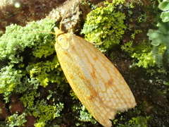 Sparganothis sulfureana