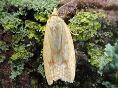 Sparganothis sulfureana