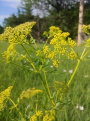 Polytaenia nuttallii