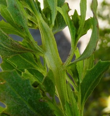 Rhopalomyia baccharis