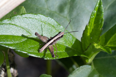 Phlaeoba antennata