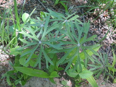 Syneilesis aconitifolia