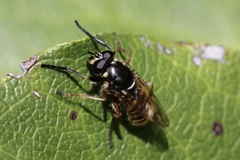 Sphecomyia pattonii