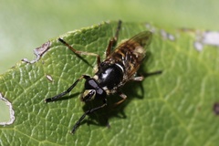 Sphecomyia pattonii