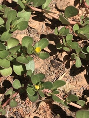 Portulaca oleracea