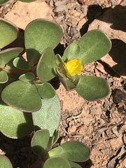 Portulaca oleracea