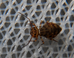 Ptenothrix marmorata
