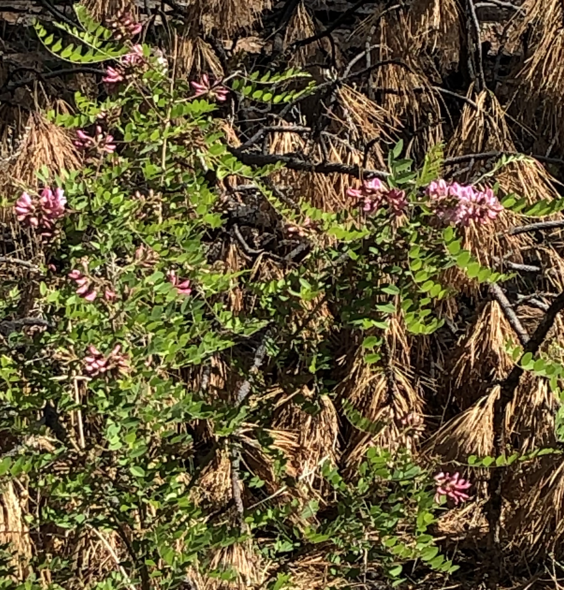 Robinia neomexicana var. neomexicana