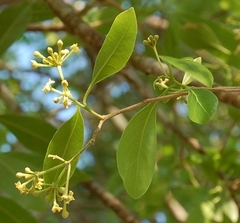 Daphnopsis americana