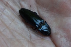 Melanactes