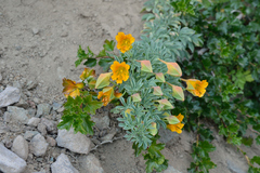 Tropaeolum polyphyllum