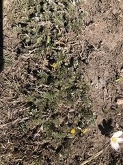 Potentilla candicans