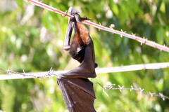 Pteropus alecto
