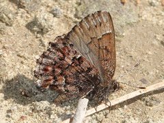 Callophrys lanoraieensis
