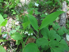 Convallaria keiskei