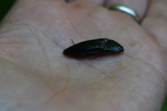Melanactes