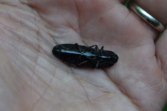 Melanactes