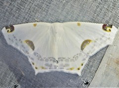 Sericoptera