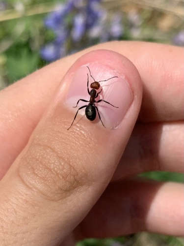 photo of Western Thatching Ant (Formica obscuripes)