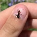 photo of Western Thatching Ant (Formica obscuripes)