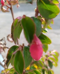 Begonia fuchsioides