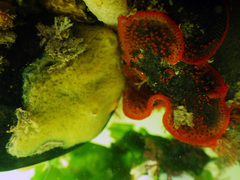 Watersipora cucullata