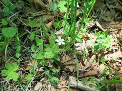 Moehringia lateriflora