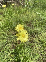 Pyrrhopappus grandiflorus