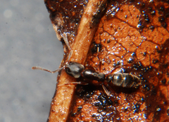 Hypoponera opacior