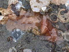 Leptoplanoidea